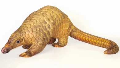 Explore the Fascinating Pangolin: A Passage for TEAS Test Prep