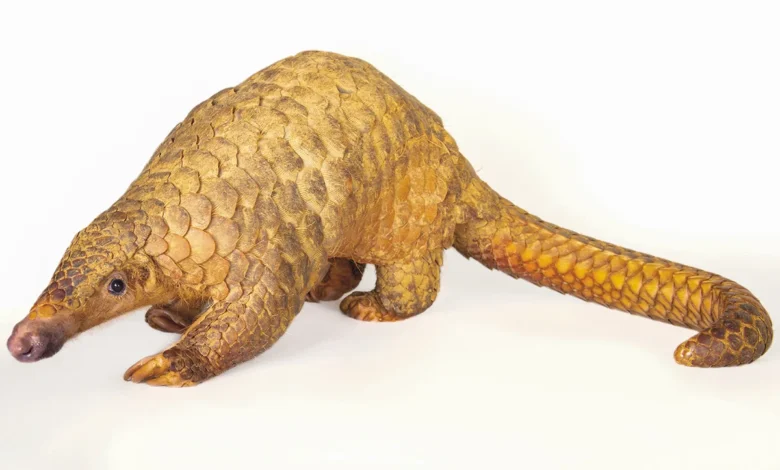 Explore the Fascinating Pangolin: A Passage for TEAS Test Prep
