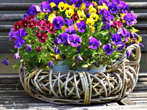 How Many Flowers in a Flat of Pansies