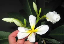Are Frangipanis Poisonous to Dogs